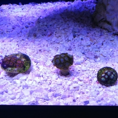 zoa123