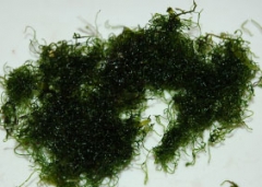 SRC Marine Algae Database