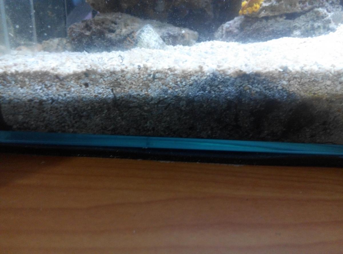 Sand turning black General Reefkeeping_ Singapore Reef Club