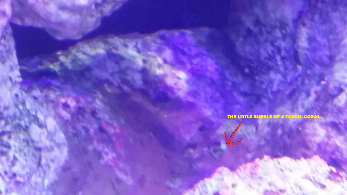 Torch coral asexual reproduction General Reefkeeping_ Singapore