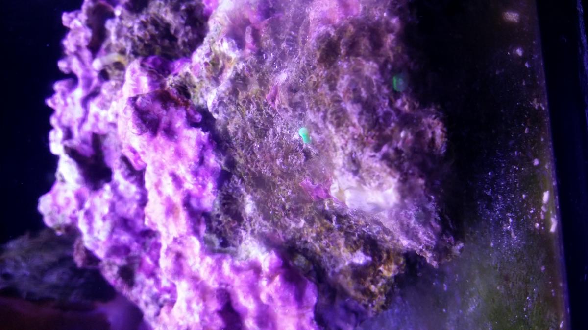 Torch coral asexual reproduction General Reefkeeping_ Singapore