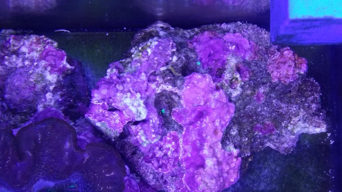 Torch coral asexual reproduction General Reefkeeping_ Singapore