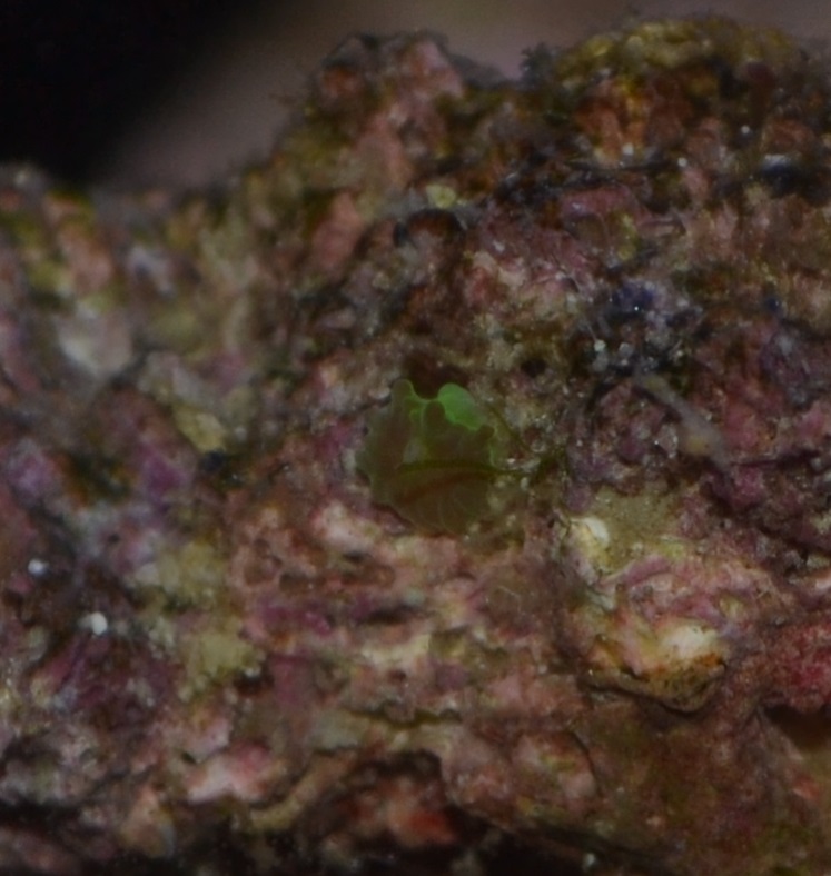 Torch coral asexual reproduction General Reefkeeping_ Singapore