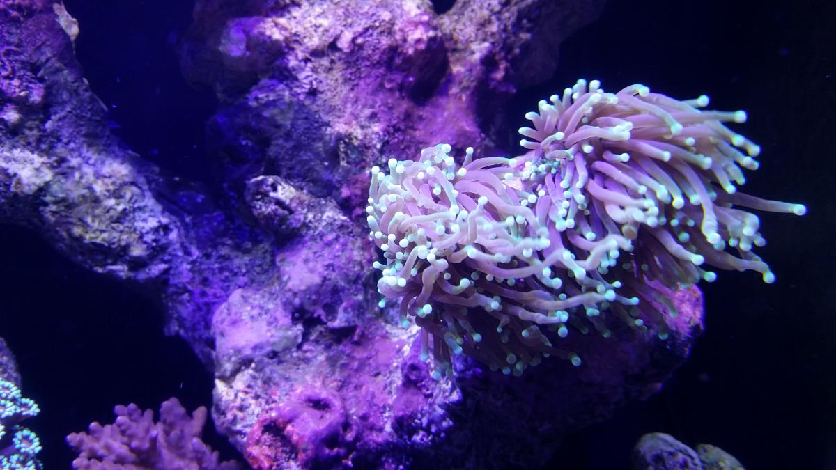 Torch coral asexual reproduction General Reefkeeping_ Singapore