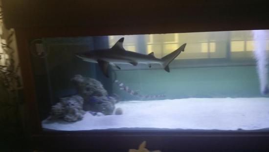 black tip shark - Sell off/Pasar Malam Shop - Singapore Reef Club 