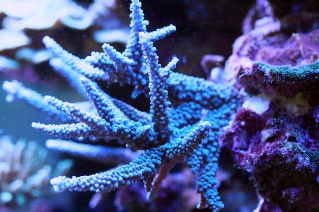 SPS and Zoas Labour Day Mega Frag Sales - Sell off/Pasar Malam Shop