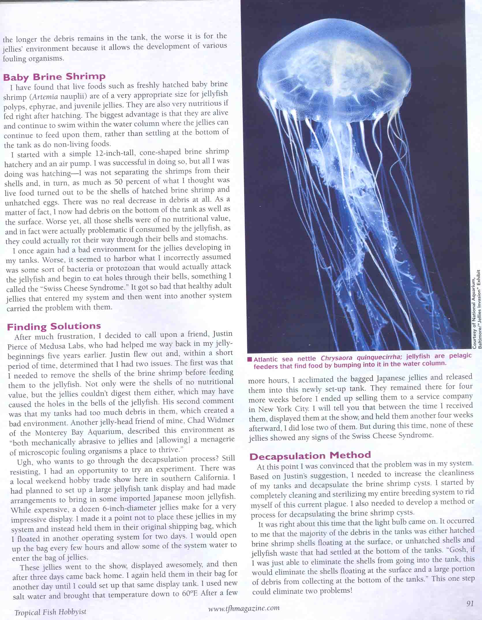 Setting up of a Jellyfish Aquarium General Reefkeeping_ Singapore