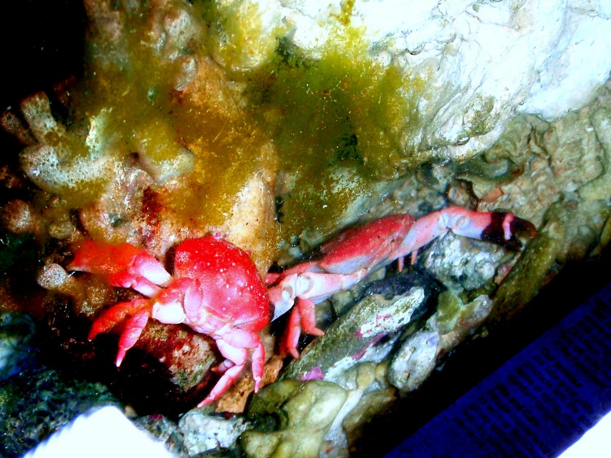 hawaiian strawberry crab's 2nd pregnancy General Reefkeeping