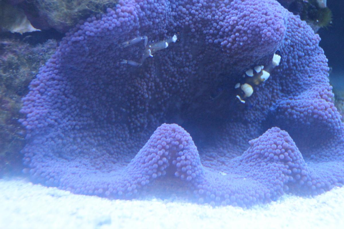 Purple bluish carpet anemone for BID Sell off/Pasar Malam Shop