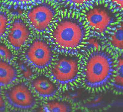 The Great Singapore Zoas Garden Sale - Sell off/Pasar Malam Shop