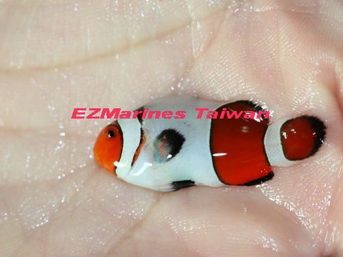 Clownfish Galore Page 17 General Reefkeeping Singapore Reef Club The Number One Resources Portal And Community For All Saltwater Reef Aquarium Keeping Hobby In Asia