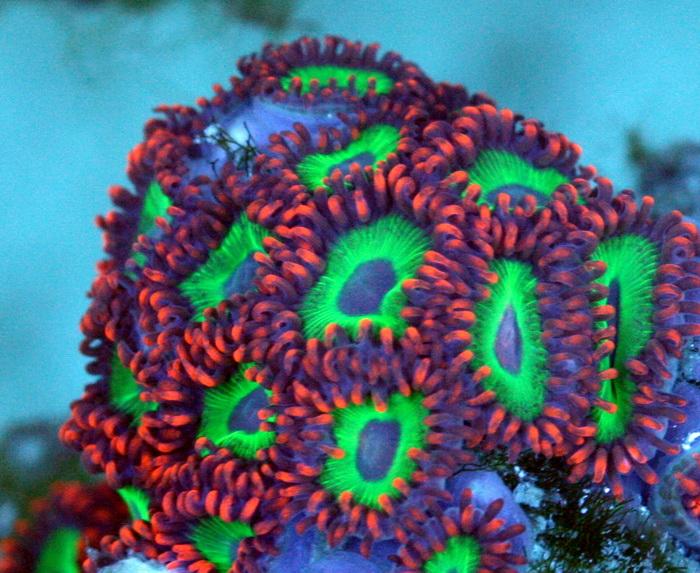 The Great Singapore Zoas Frags Sale !!! - Sell off/Pasar Malam Shop