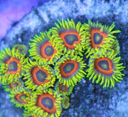 The Great Singapore Zoas Frags Sale !!! - Sell off/Pasar Malam Shop