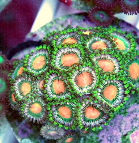 Colourful Zoas Flower - Sell off/Pasar Malam Shop - Singapore Reef Club
