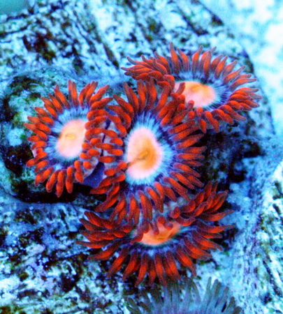 Colourful Zoas Flower - Sell off/Pasar Malam Shop - Singapore Reef Club