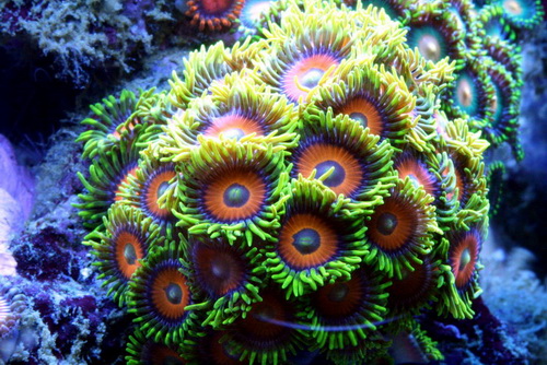 Zoas National Day Mega Sale !!! - Sell off/Pasar Malam Shop - Singapore