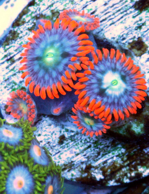 Zoas National Day Mega Sale !!! - Sell off/Pasar Malam Shop - Singapore