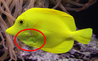 Bumps under the skin of my yellow tang - Disease treatment/parasite/pest control - Singapore Reef Club - The number one resources portal and community for all saltwater reef aquarium keeping hobby in