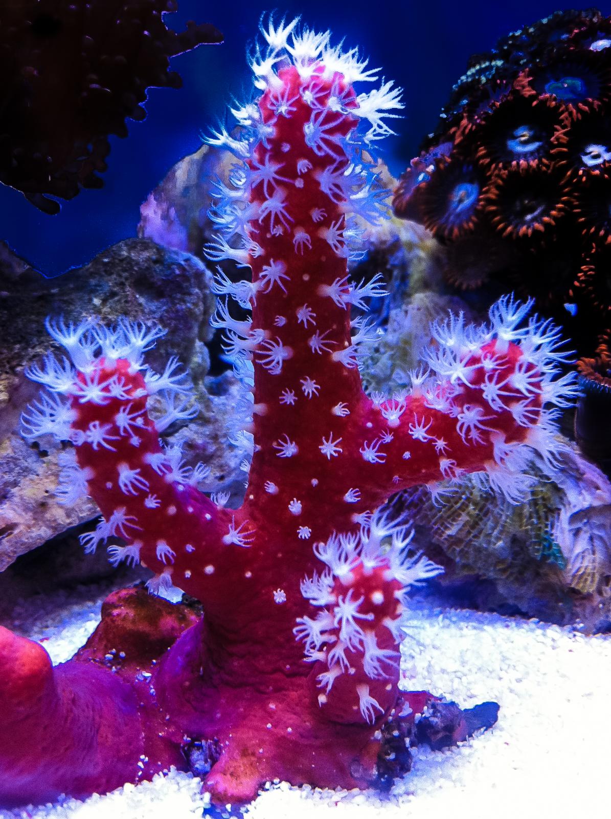 Red Tree Sponge Coral - LPS Coral forum - Singapore Reef Club - The