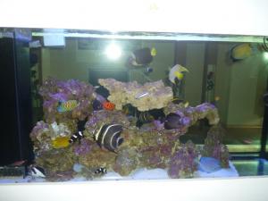 tanks