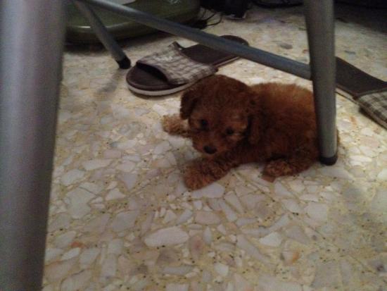 2month Puppy Red Toy Poodle