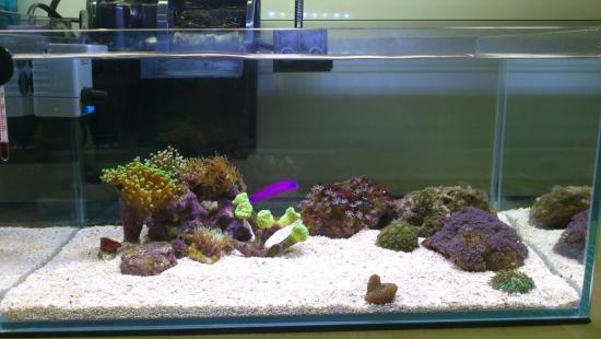 Office Minimalist Pico Nano Reefs Or Pico Reef Singapore Reef Club The Number One Resources Portal And Community For All Saltwater Reef Aquarium Keeping Hobby In Asia