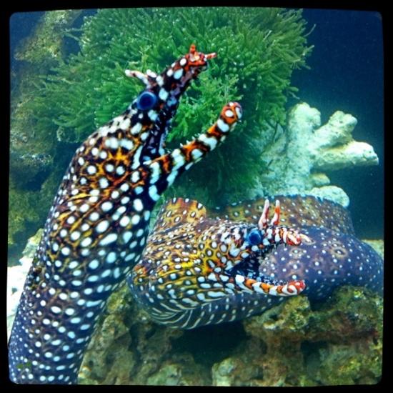 Wts Japanese Dragon Moray Eel Pair Sell Off Pasar Malam Shop Singapore Reef Club The Number One Resources Portal And Community For All Saltwater Reef Aquarium Keeping Hobby In Asia