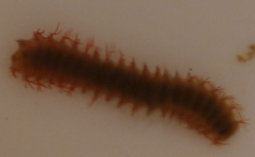 Bristle worm