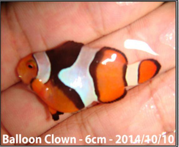 Percula_Onxy_Balloon_Clown.thumb.jpg.5ea