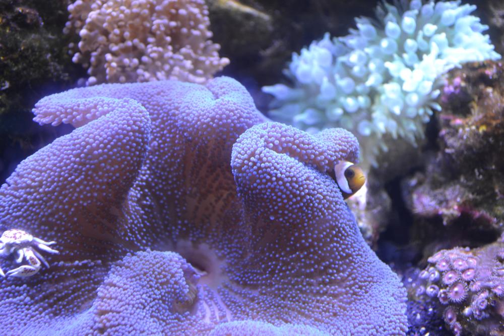 blue anemone and clownfish.JPG