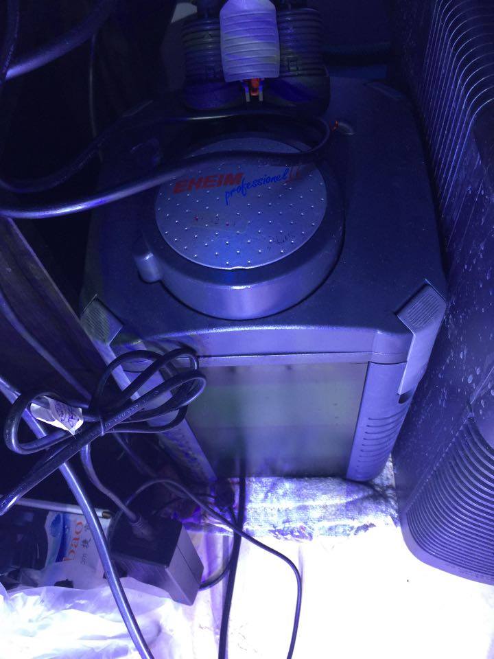 S> Tank setup with canister + Skimmer Sell off/Pasar Malam Shop