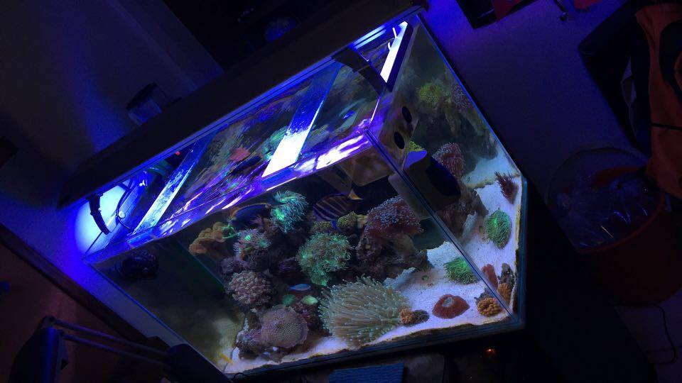 S> Tank setup with canister + Skimmer Sell off/Pasar Malam Shop