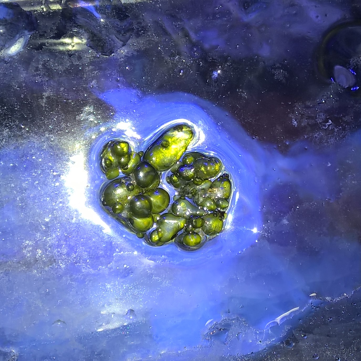 Green Bubble Algae New to the Marine Aquaria Hobby Singapore Reef Club marine reef fish