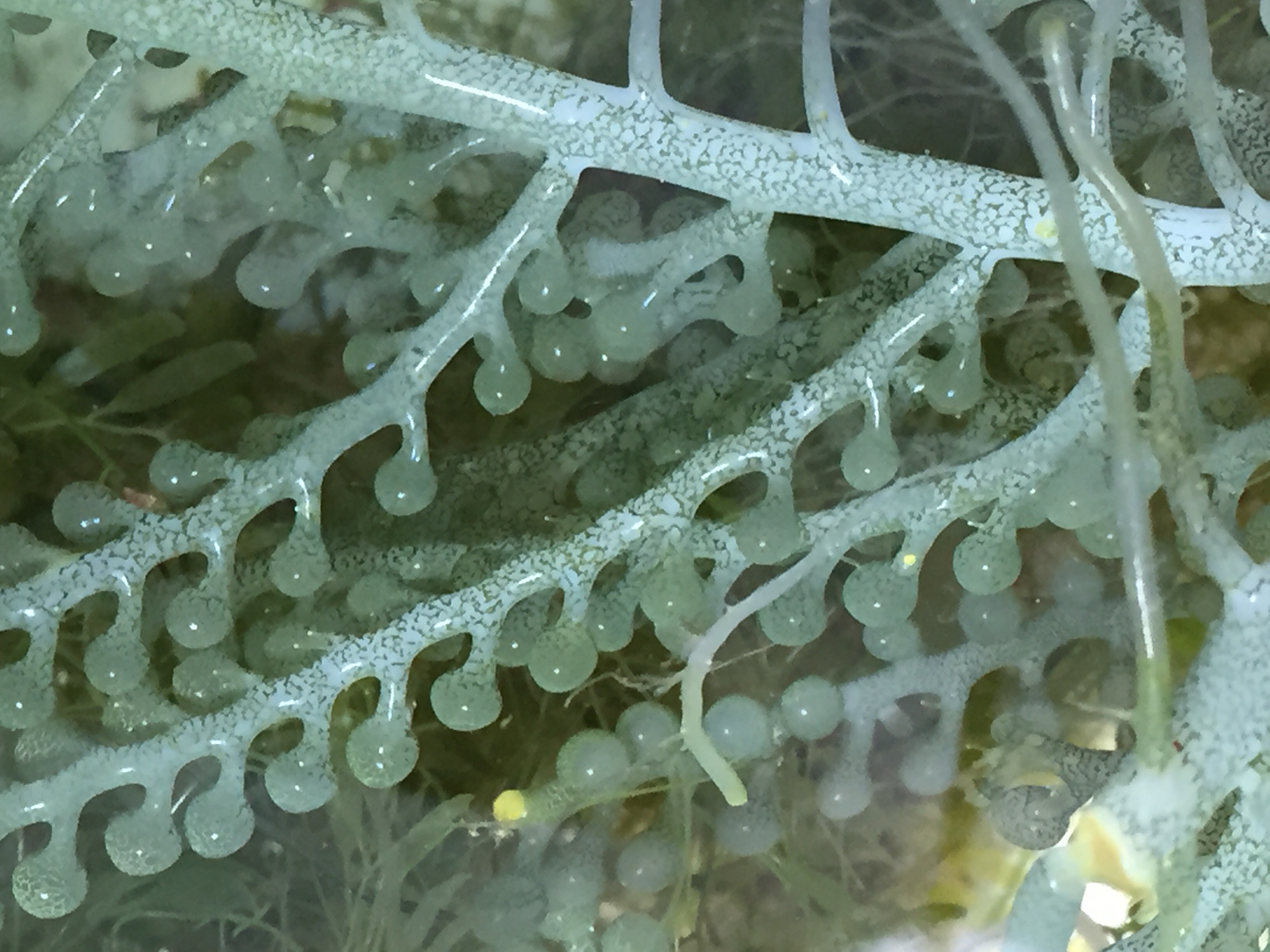 Macro algae turning white General Reefkeeping_ Singapore Reef Club marine reef fish