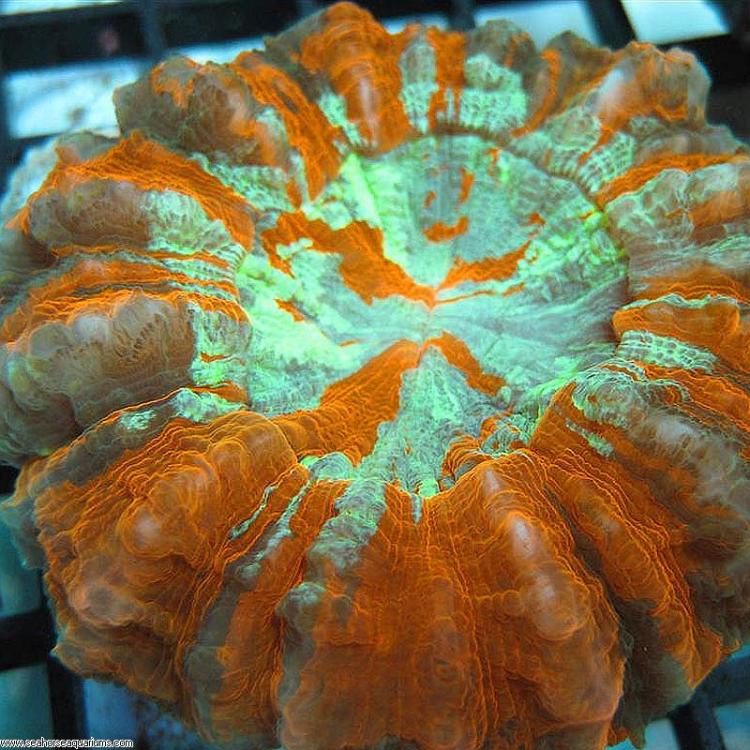 large-Doughnut_Coral_Acanthophyllia_deshayesiana.jpg