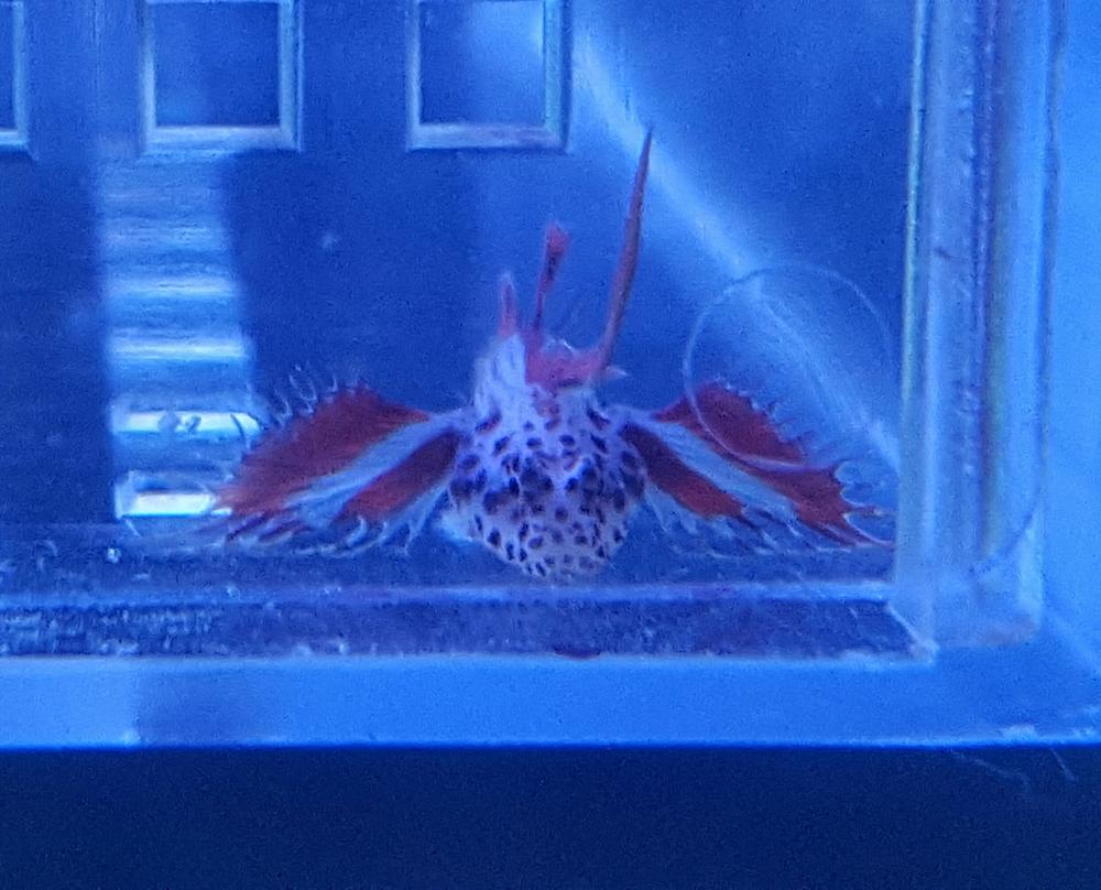 WTS Griessingei Goby (Flaming Prawn Goby) - Sell off/Pasar Malam Shop