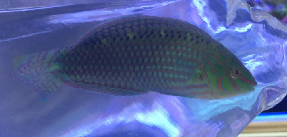 Halichoeres_vrolikii_aka_Vrolik_Wrasse.t