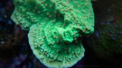 Chillipepper-Montipora-27Dec15.jpg