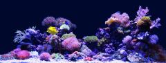 JWPS aquarium