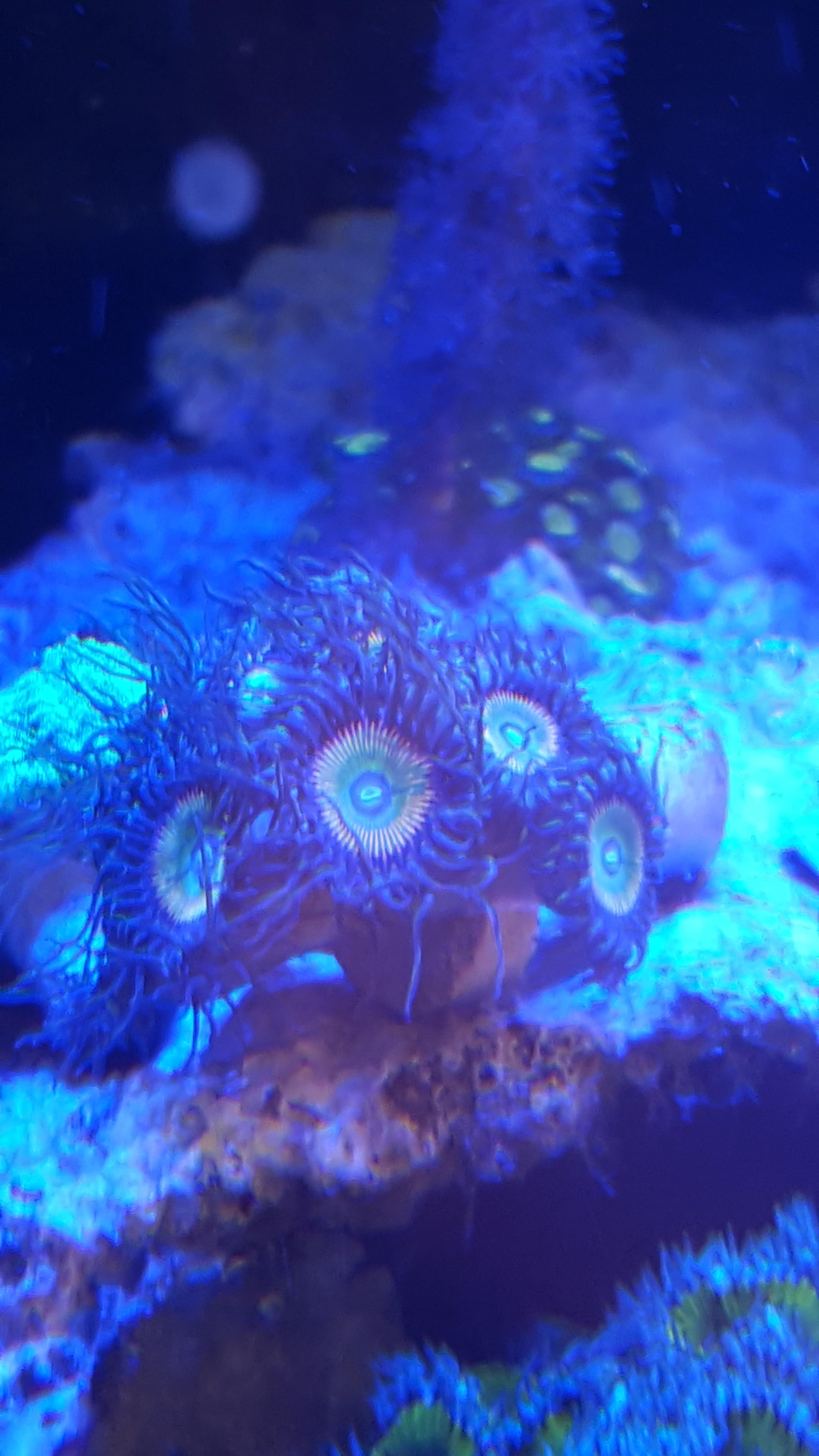 WTS candy apple orange zoas Sell off/Pasar Malam Shop Singapore