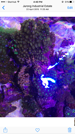 22nd april 2015 zoas garden.PNG