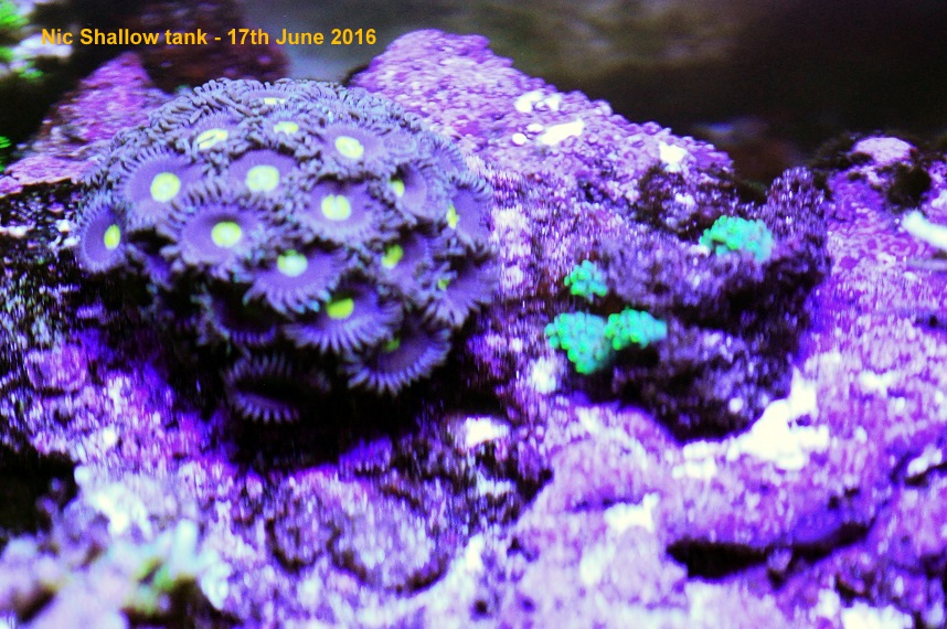 Alien Eye Zoas.jpg