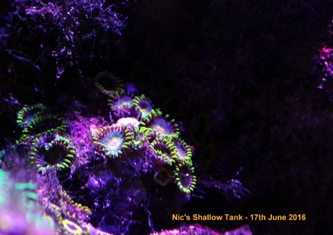 Prometheans zoas.jpg