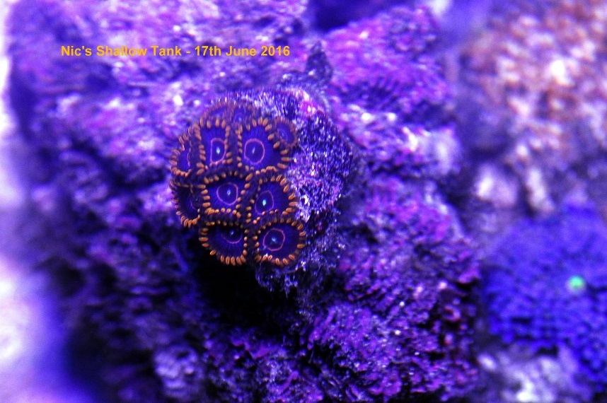 red hornet zoas.jpg