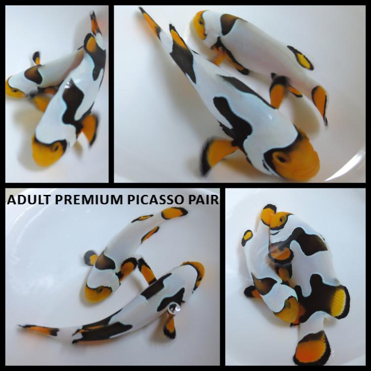Premium Picasso Adult Pair_Fotor.jpg