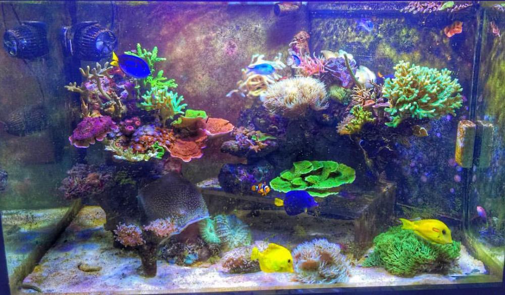 Chiamzhengxi Reeftank.jpg