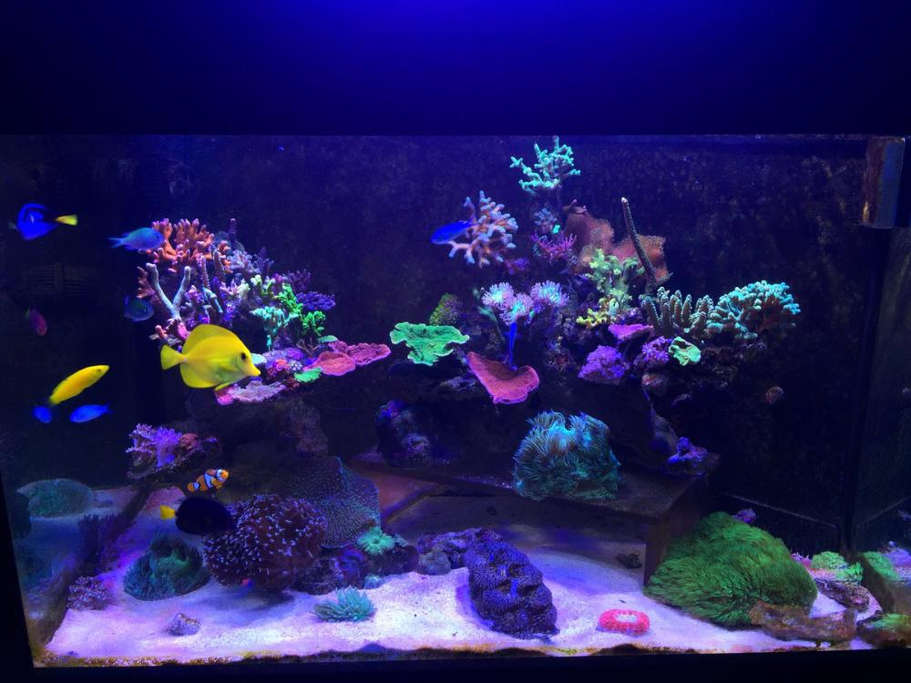 chiams marine tank 29 jan.jpg