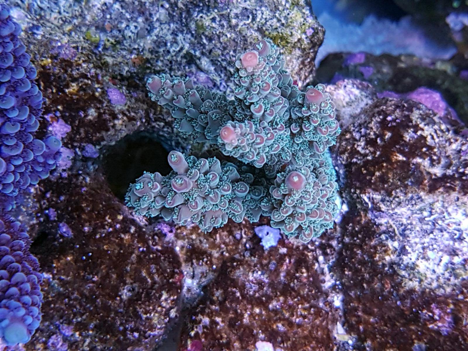 TOTQ - Oct - Dec 2016 Darren's Beautiful reef tank