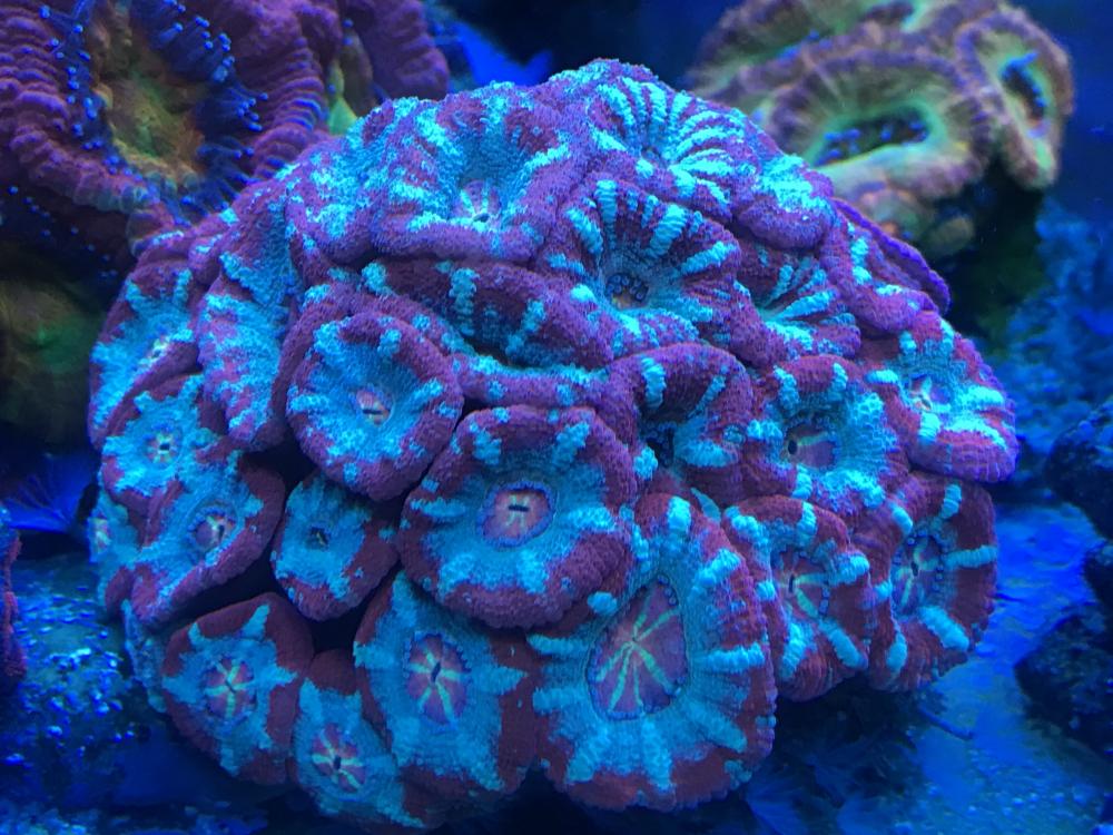 Tri-colour Acan colony.JPG