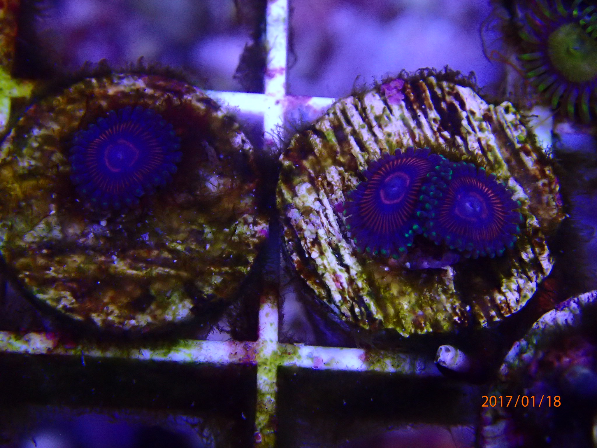 Wts Candy Crush Nuclear Green Laser Lemon Supernova Red Death Purple Death Sell Off Pasar Malam Shop Singapore Reef Club The Number One Resources Portal And Community For All Saltwater
